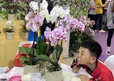 Children in traditional costumes draw Phalaenopsis.